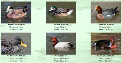 Photos of World Ducks