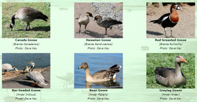 Photos of World Geese
