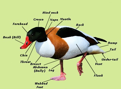 Duck External Anatomy - Body