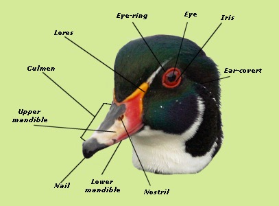 Duck External Anatomy - Head