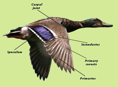 Duck External Anatomy - Wing