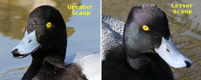 Greater Scaup & Lesser Scaup