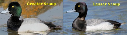 Greater Scaup & Lesser Scaup