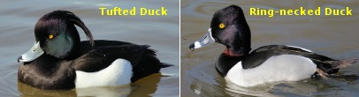 Tufted Duck & Ring-necked Duck