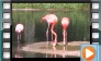 American Flamingo - May 2014