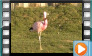 Andean Flamingo - March 2014