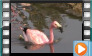  Andean Flamingo - April 2015