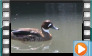  Bronze-winged Duck - July 2013