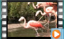 Chilean Flamingo - September 2013