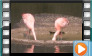  Chilean Flamingo - April 2015