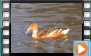 Fulvous Whistling Duck - March 2019