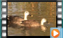 Spot-billed Duck - March 2014