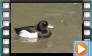 Tufted Duck - May 2014