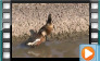 Wandering Whistling Duck - April 2013