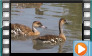 West Indian Whistling Duck - July 2013