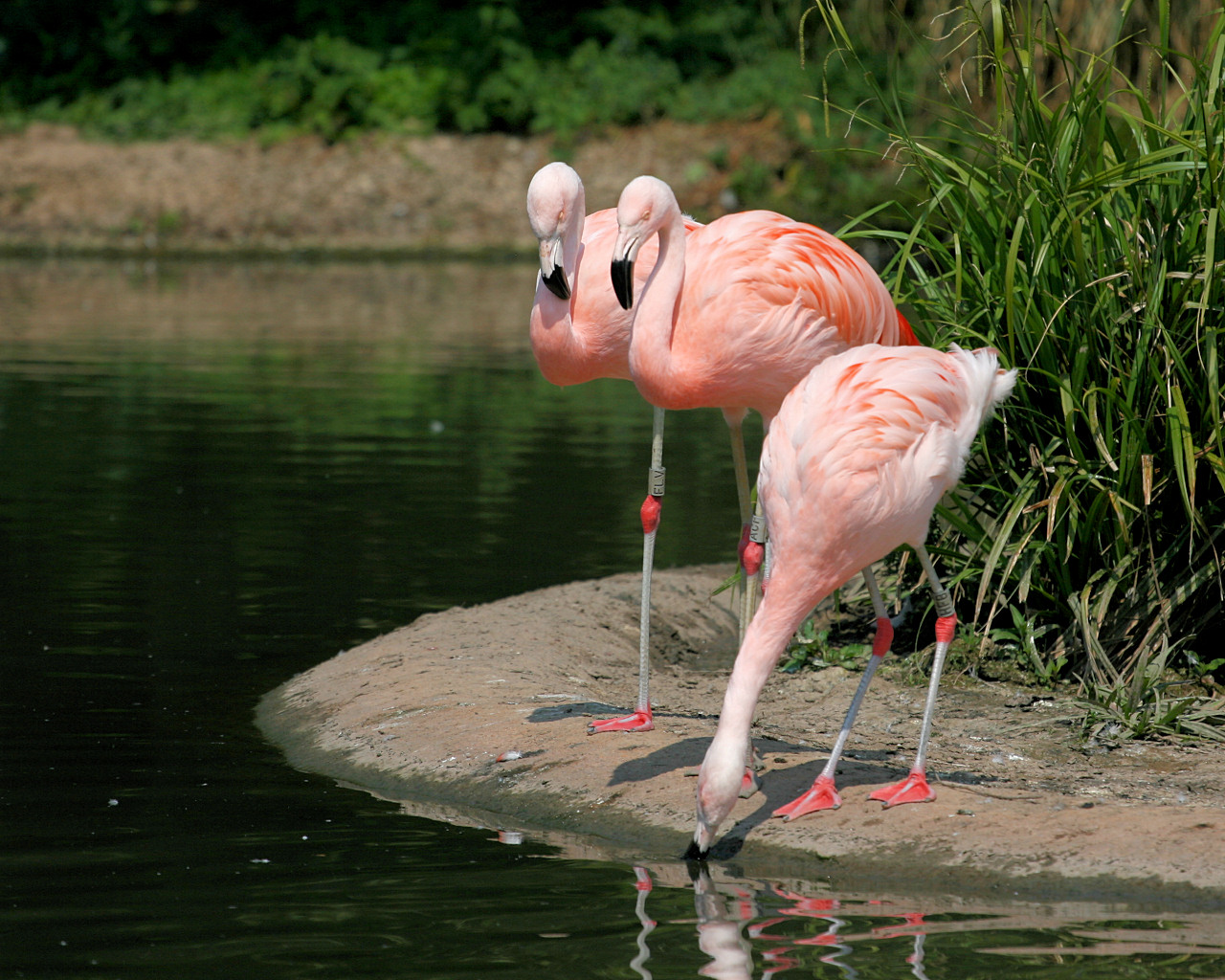  - chilean-flamingos-1280x1024