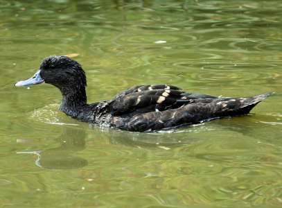 African Black Duck