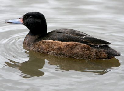 Black-headed Duck