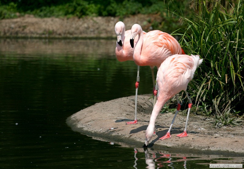 Pink Flamingo Essay (Jennifer Price)
