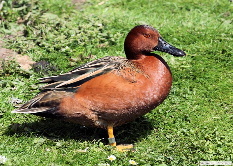Duck Pictures - Cinnamon Teal