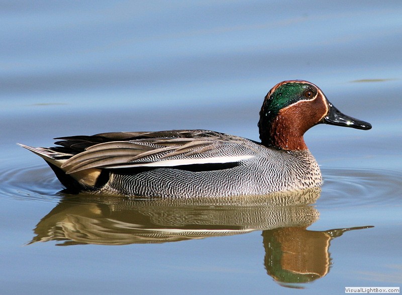 Duck Pictures - Eurasian Teal