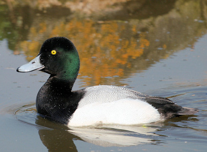 Greater Scaup - photo by Neill Smith