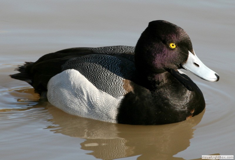 Duck Pictures - Lesser Scaup
