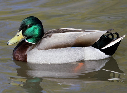 Different Types of Mallard Ducks