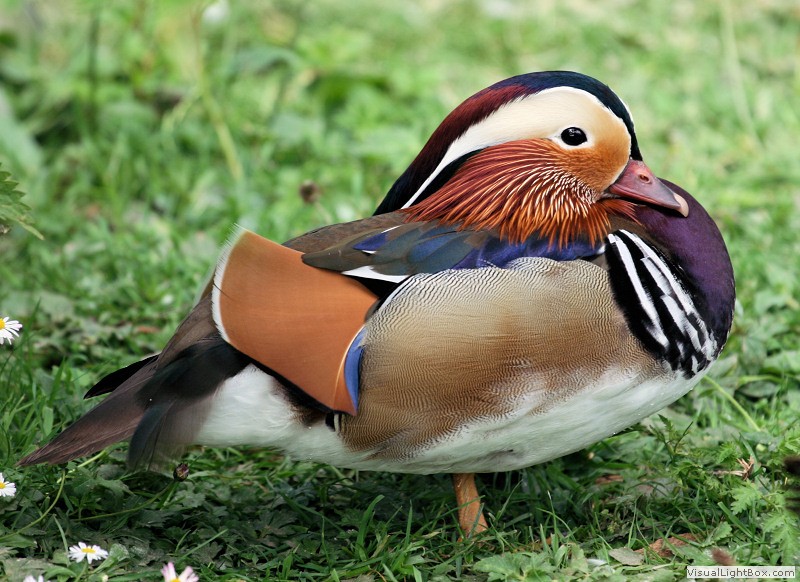 Duck Pictures - Mandarin