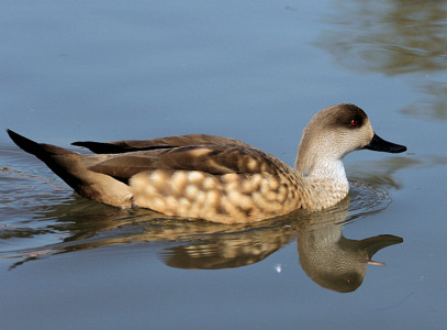 Patagonian Crested Duck