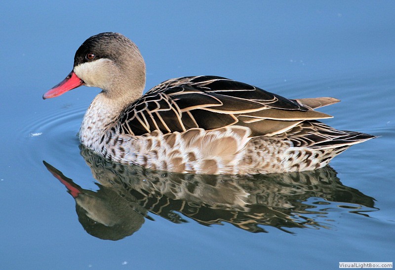 Identify Red-billed Teal - Wildfowl