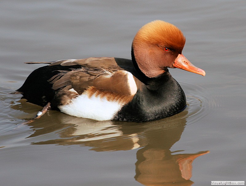 Duck Pictures - Red-crested Pochard