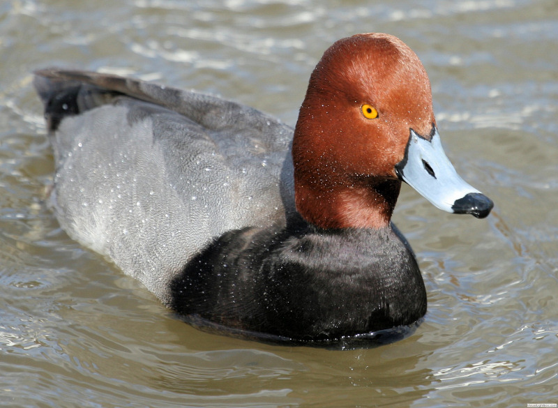 Redhead duck call