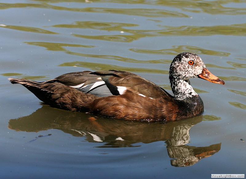 Duck Pictures - White-winged Duck